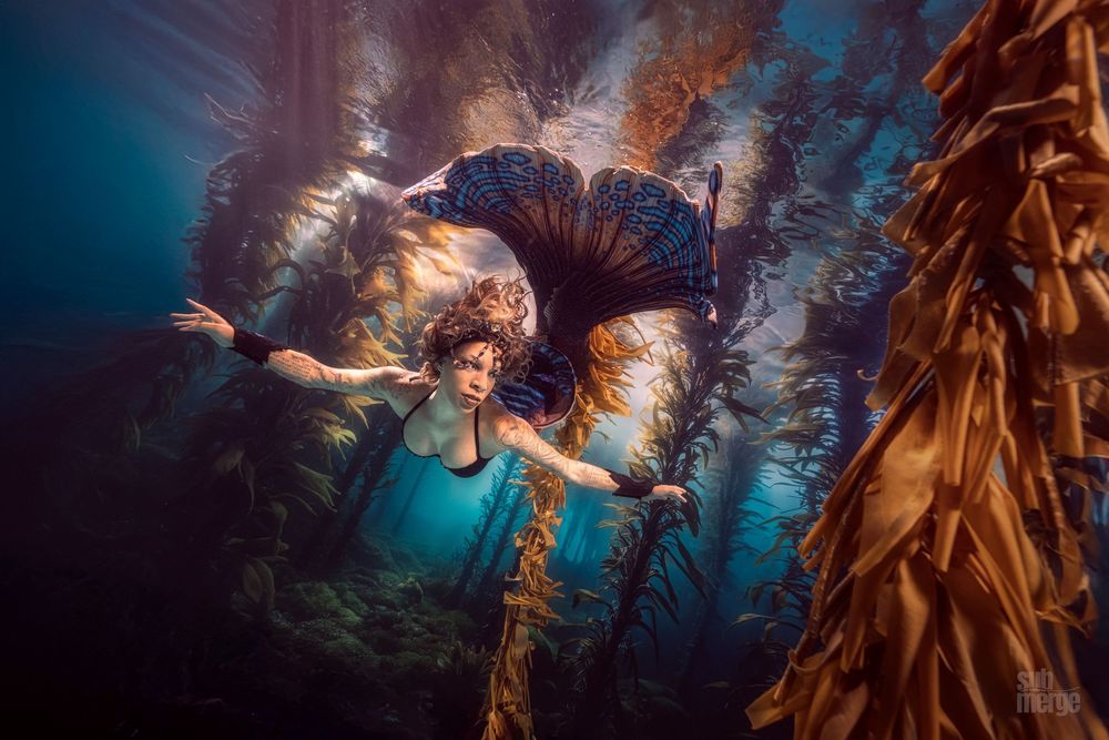 Kelp forest grows underwater with sunlight streaming through the golden fronds in a serene ocean environment.