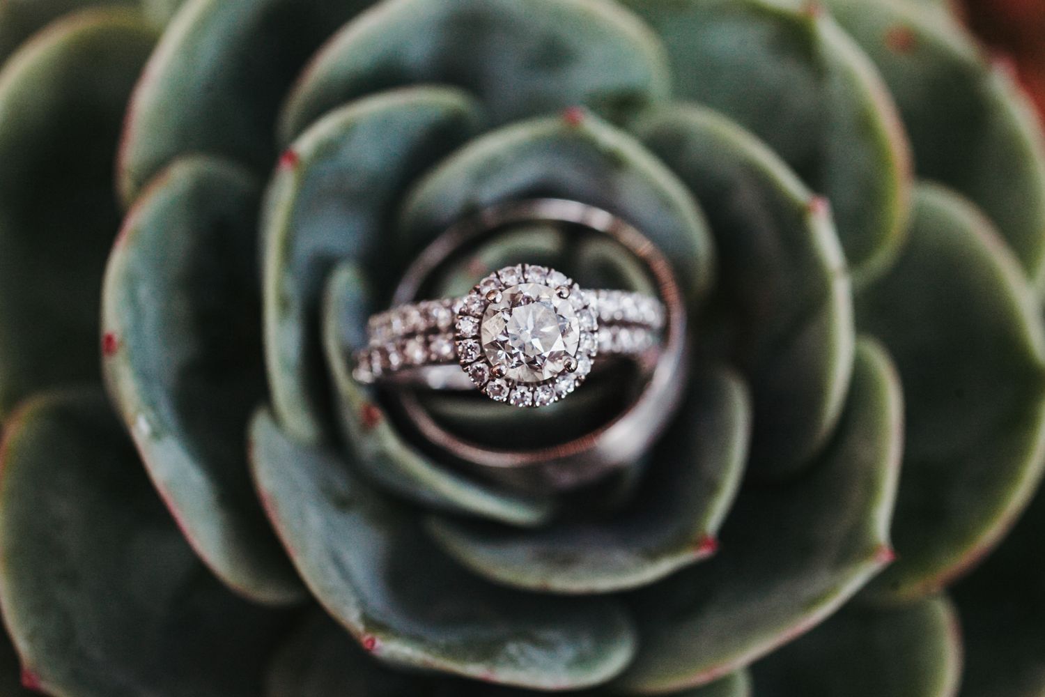 A sparkling diamond engagement ring nestled in the center of a blue-green succulent plant.