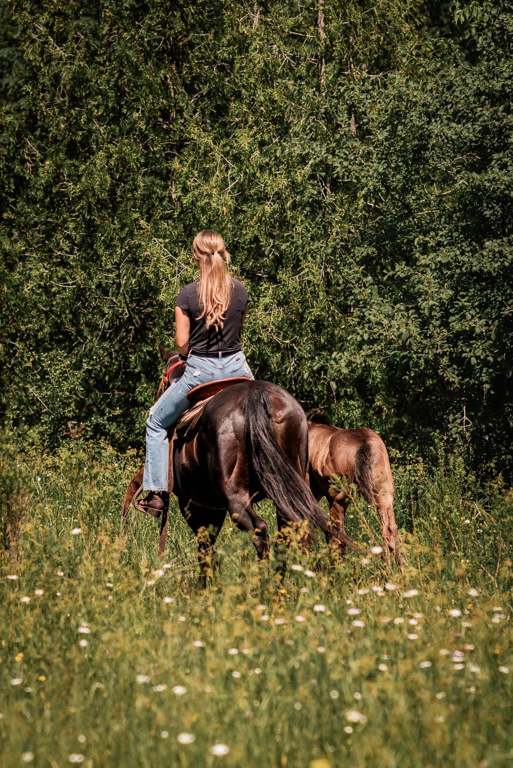 A woman riding a mother horse through a field of wild flowers with a foal following closely in Bolsover, Ontario.