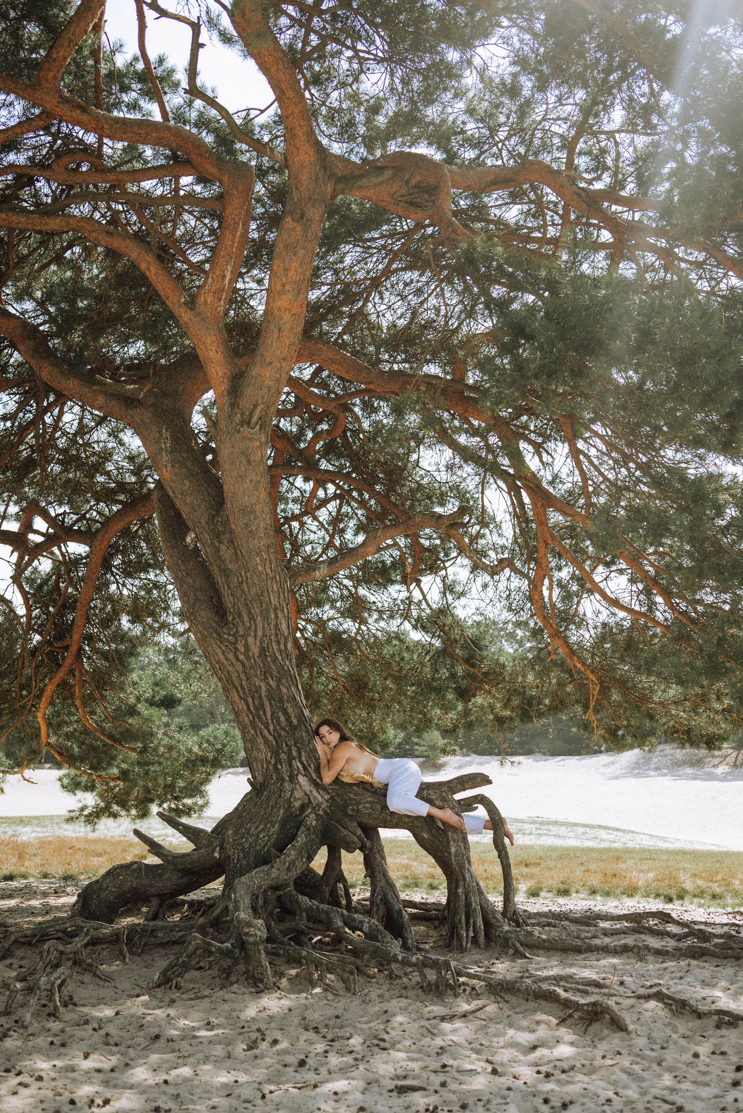 Couple relaxing under a large twisted tree on a beach landscape.