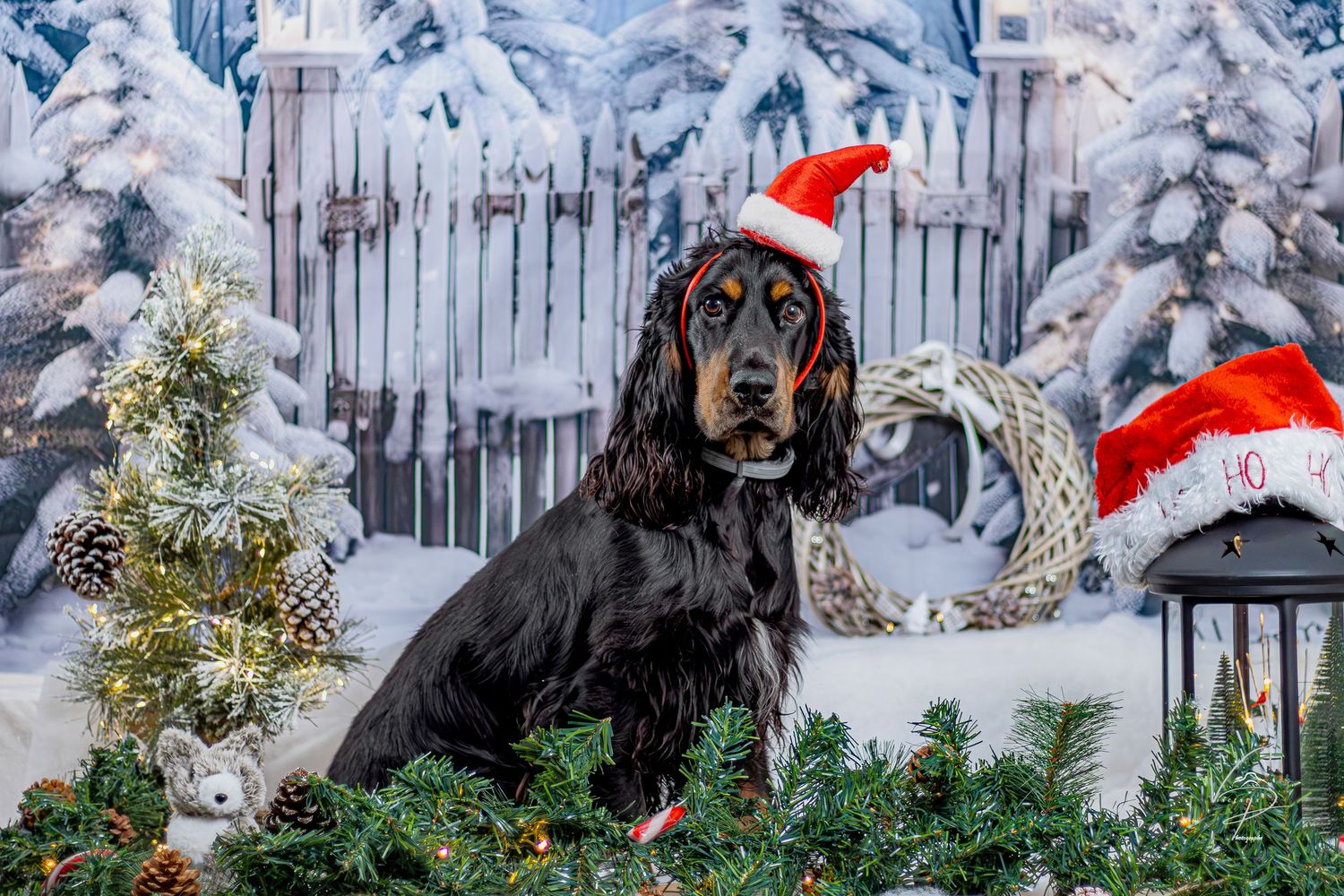 Dogs wearing Santa hats pose in a snowy winter scene with festive decorations.