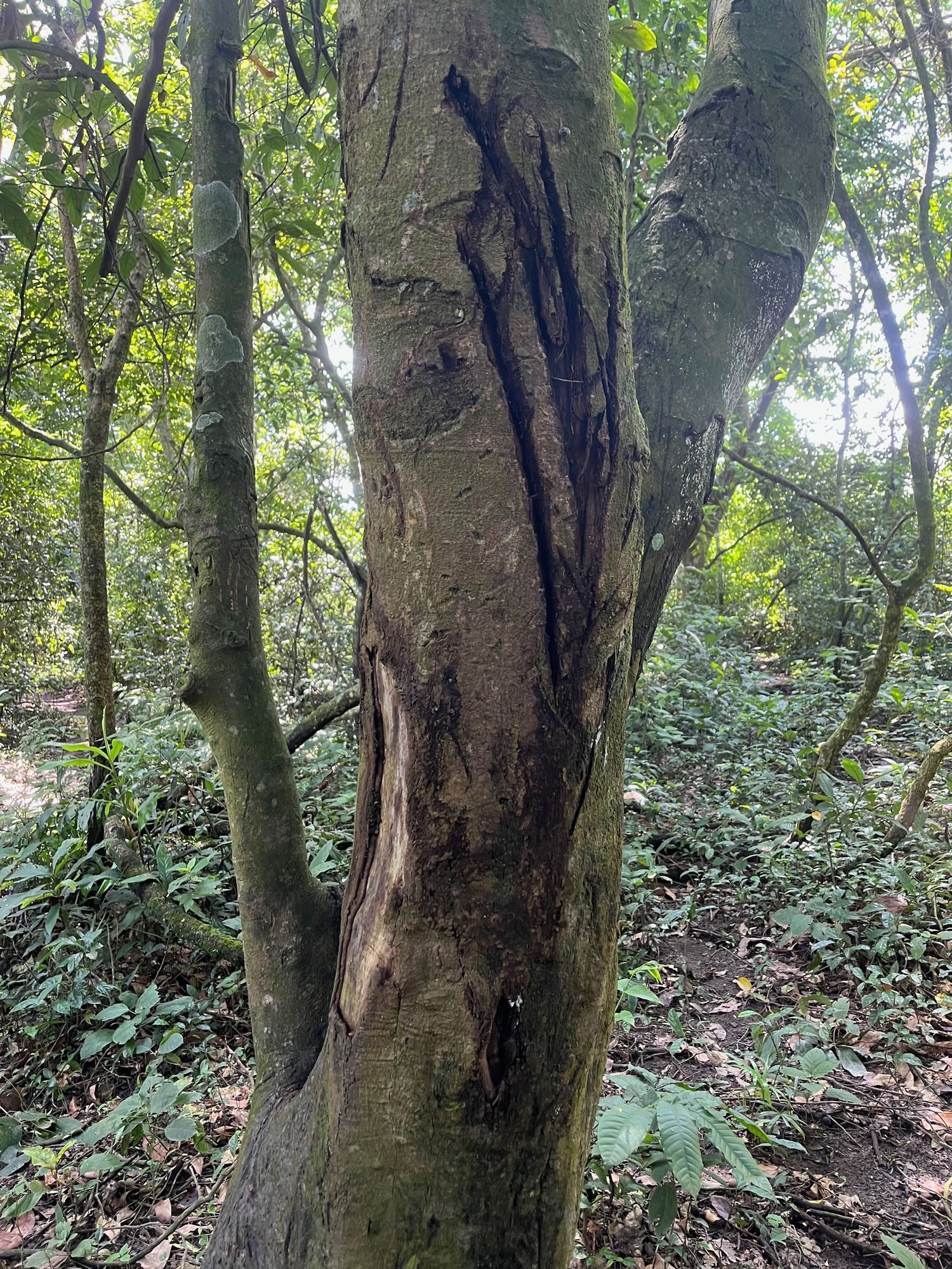 Forest scene with tall tree trunks covered in moss and undergrowth.