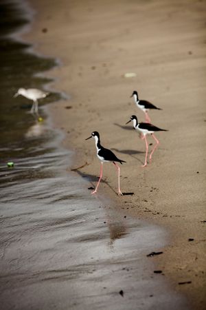 Three black-necked stilts walk along sandy beach shoreline with long pink legs and crisp reflections in shallow water.