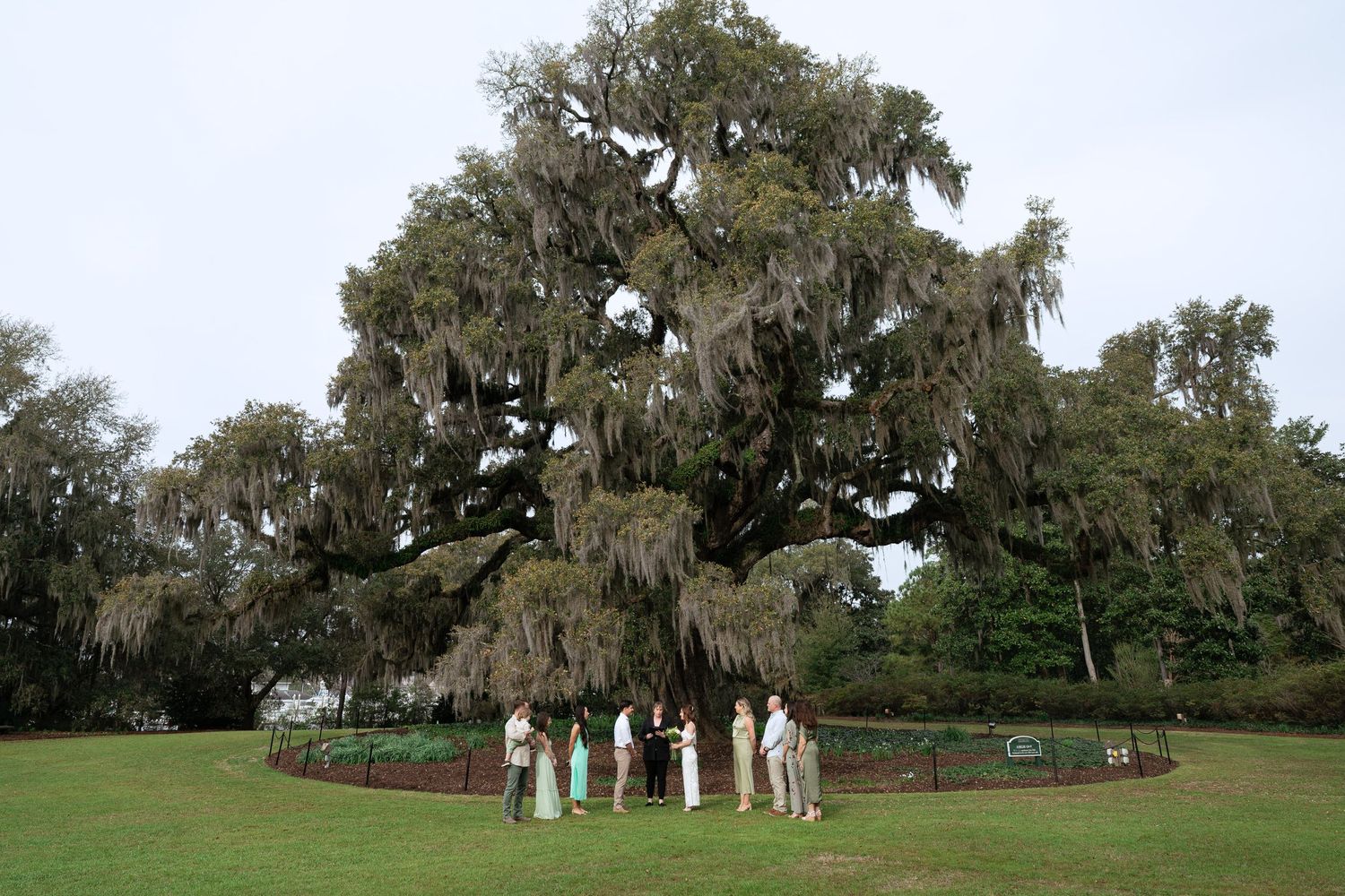 A majestic oak tree draped in Spanish moss stands over a small gathering on a landscaped lawn.
