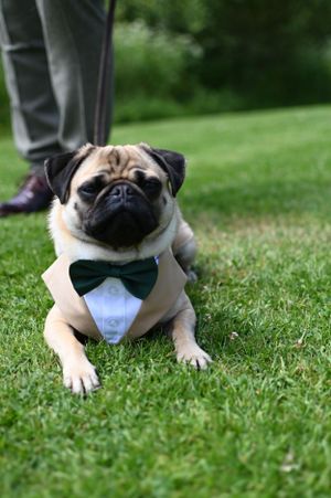 Adorable pug wearing a tuxedo vest and green bow tie sitting on green grass at a wedding.