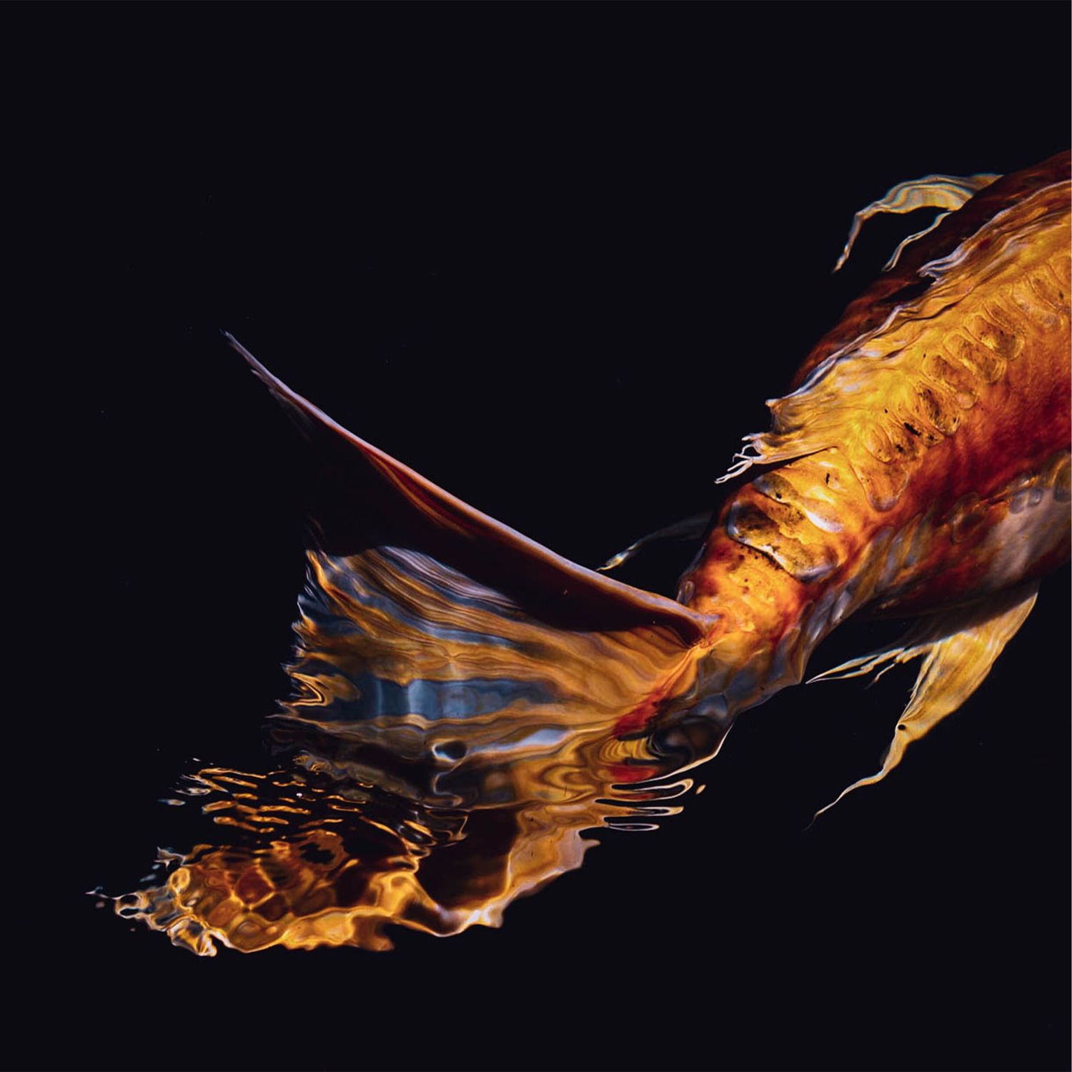 Photograph of an orange koi swimming out of frame
