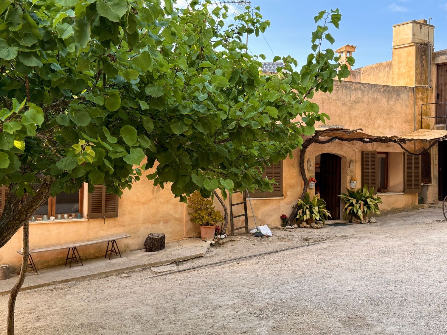 Traditional Mallorcan finca courtyard featuring a large shade tree, stone walls, arched doorway, and rustic charm.