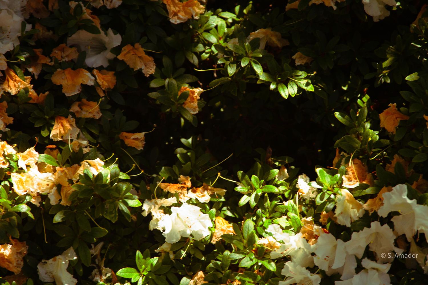 Orange and white azalea flowers illuminated against dark background with green leaves.