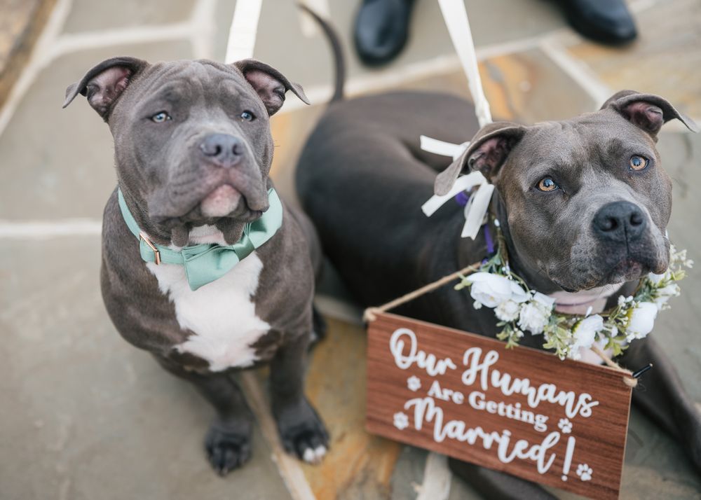 Fall wedding photography in the Shenandoah Valley