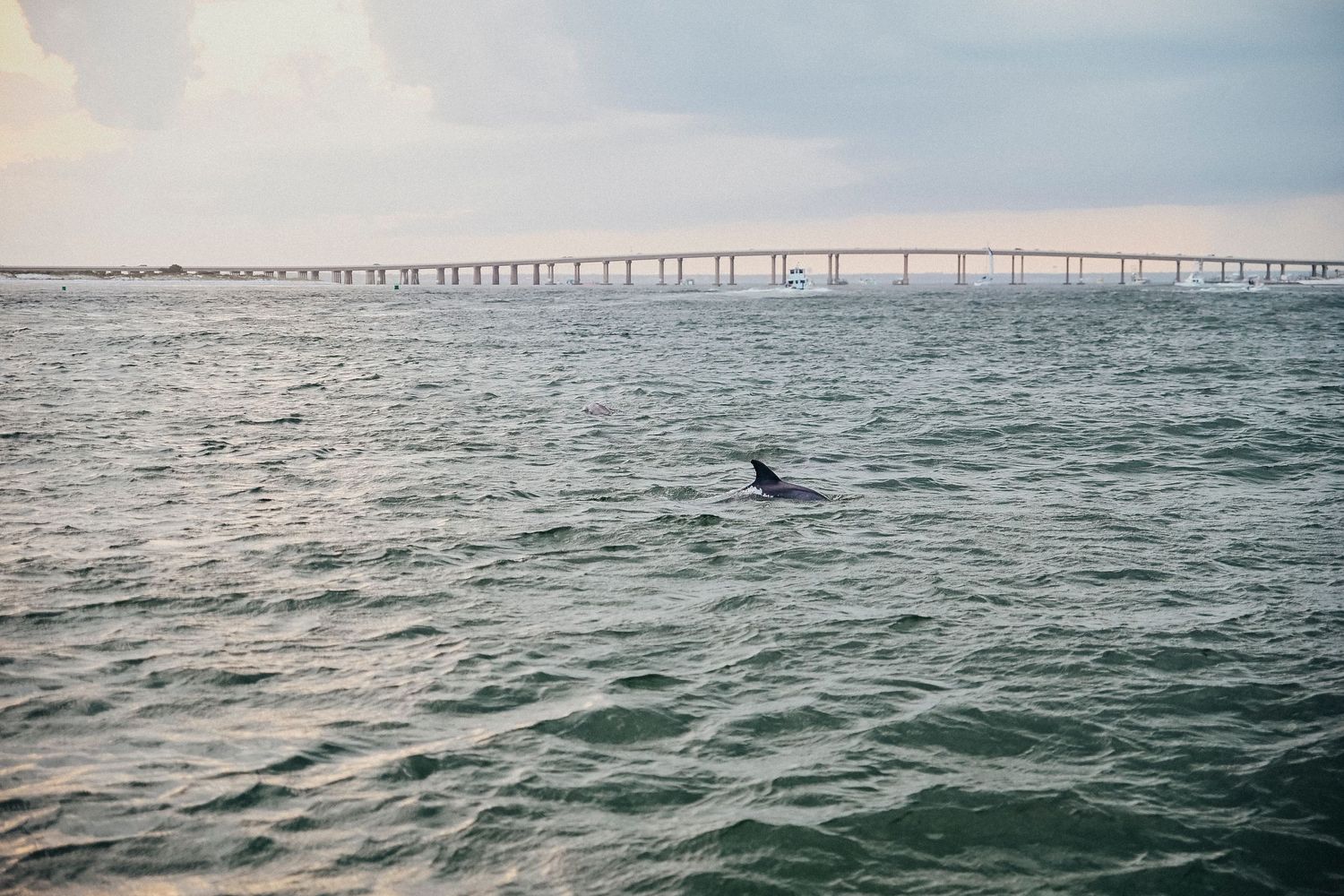 A dolphin fin emerges from choppy ocean waters with a long bridge stretching across the horizon under a cloudy sky.