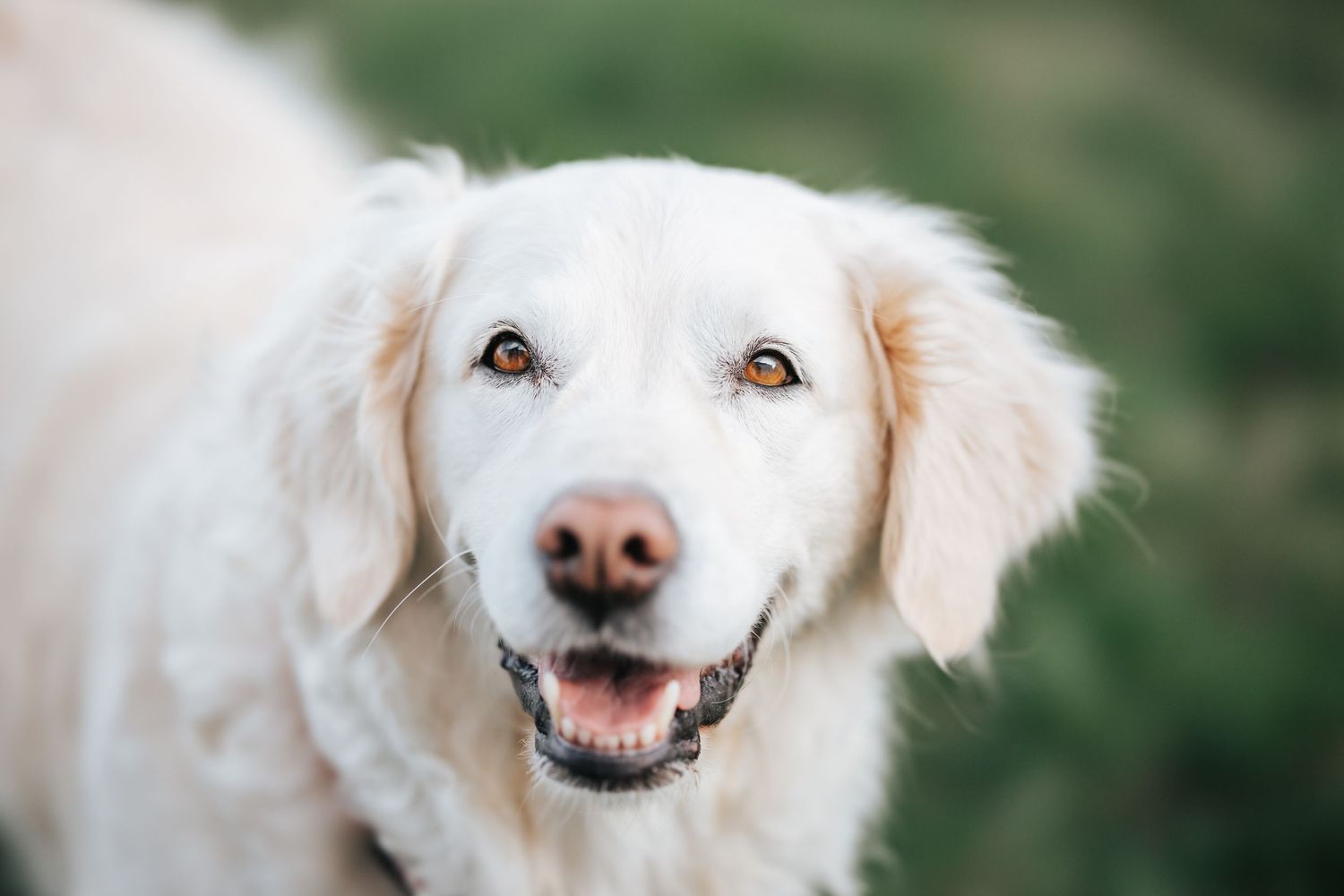A happy white Golden Retriever dog smiling with bright eyes against a blurred green background.