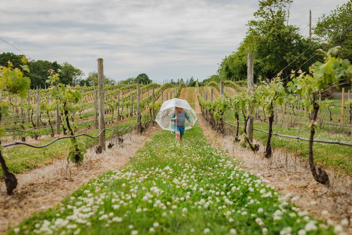 A figure with an umbrella walks between rows of grapevines in a vineyard with white wildflowers blooming on the ground.