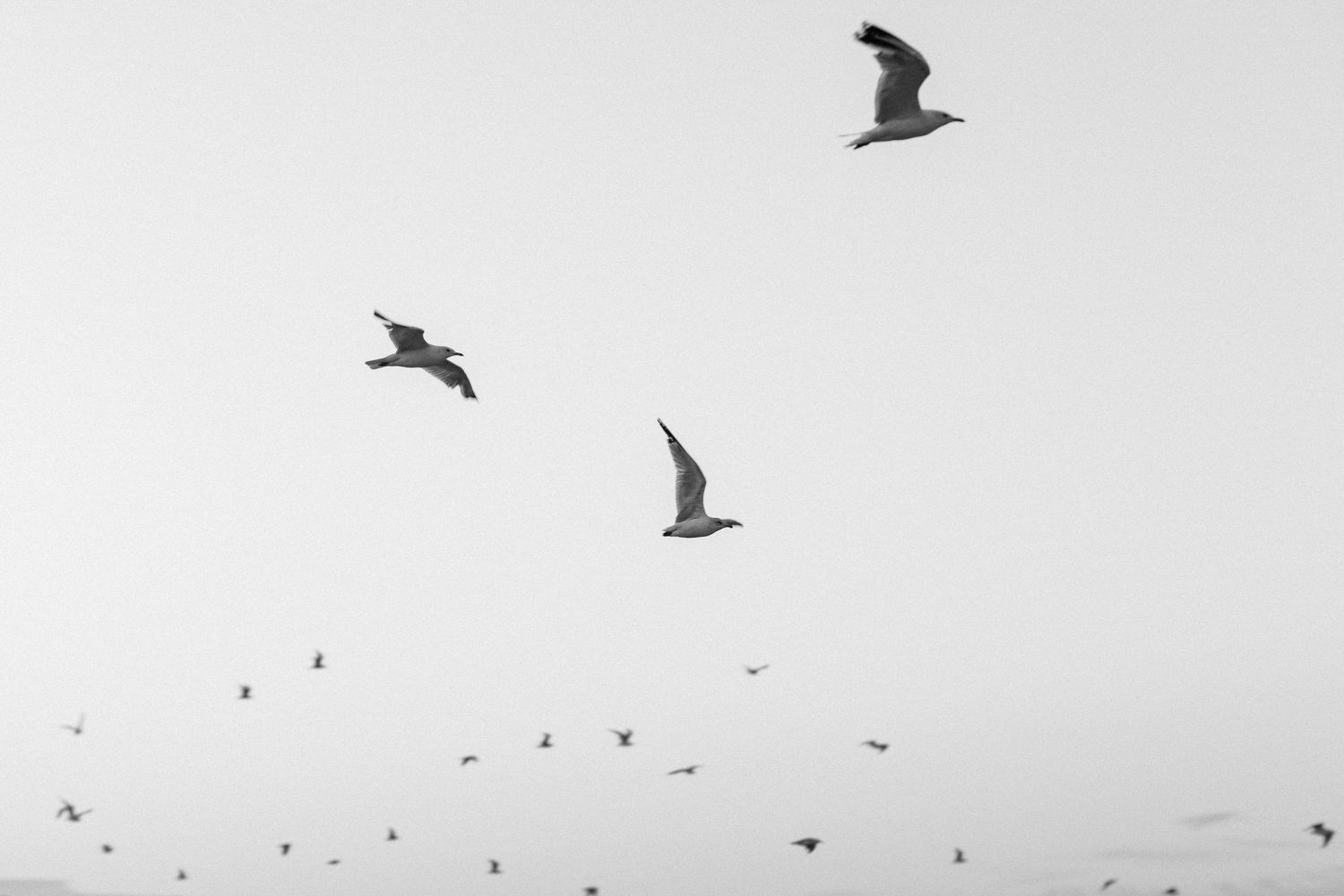 Black and white photo of seagulls flying over lake Michigan
