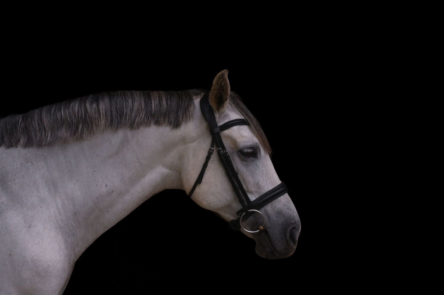 a grey horse and rider listen to their instructor