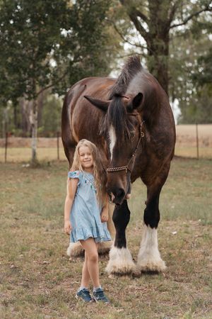A brown horse stands in a grassy field with a child in a light blue dress on a sunny day during a photoshoot with horses in sydney
