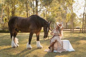 A shire horse stands beside someone in a floral dress sitting on a white chair in a sunlit field during a photoshoot with a horse in sydney