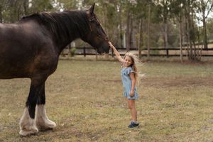 a shire horse photoshoot in sydney with a little girl in blue dress renting a horse for a photoshoot in sydney