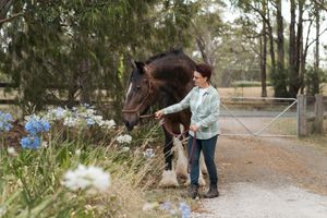 person walking horse on lead along a tree-lined path during an outdoor photoshoot session in Sydney with a horse