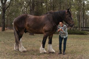 Several views of a dark Clydesdale horse with white feathered feet being handled in a grassy field during a photoshoot with a horse in Sydne