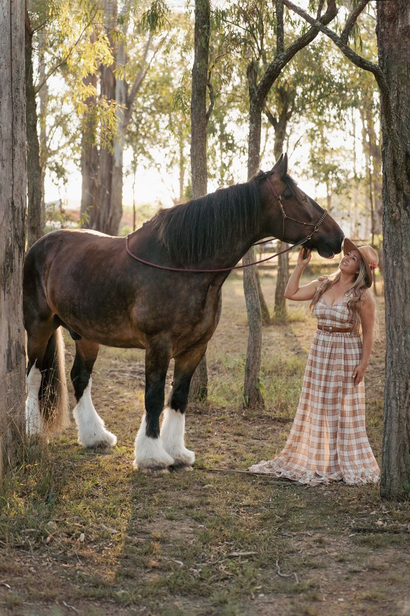 an image showing a majestic Shire horse with white feathered feet in a wooded setting at sunset at sydney horse photography