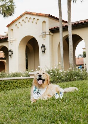 A dog wearing a birthday hat lies on green grass with Spanish-style architecture and palm trees in the background.