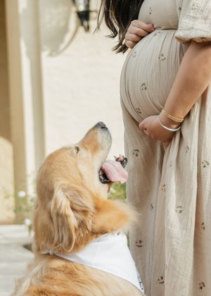 Golden retriever puppy looks up lovingly at someone wearing a beige dress in a sun-lit hallway.