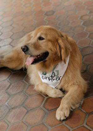A Golden Retriever dog lies on terracotta tiles with a tennis ball in its mouth.