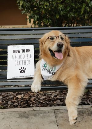 Golden retriever wearing glasses lies on ground with signs about being a big brother.