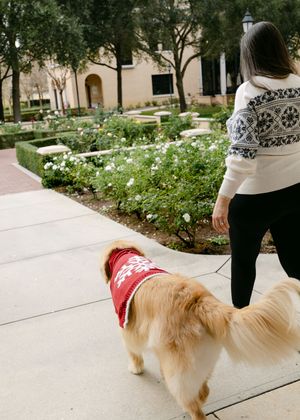 A golden retriever wearing a red bandana walks along a concrete path near landscaped gardens.