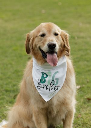 Golden retriever wearing a bandana sits on grass during a pet photography session.