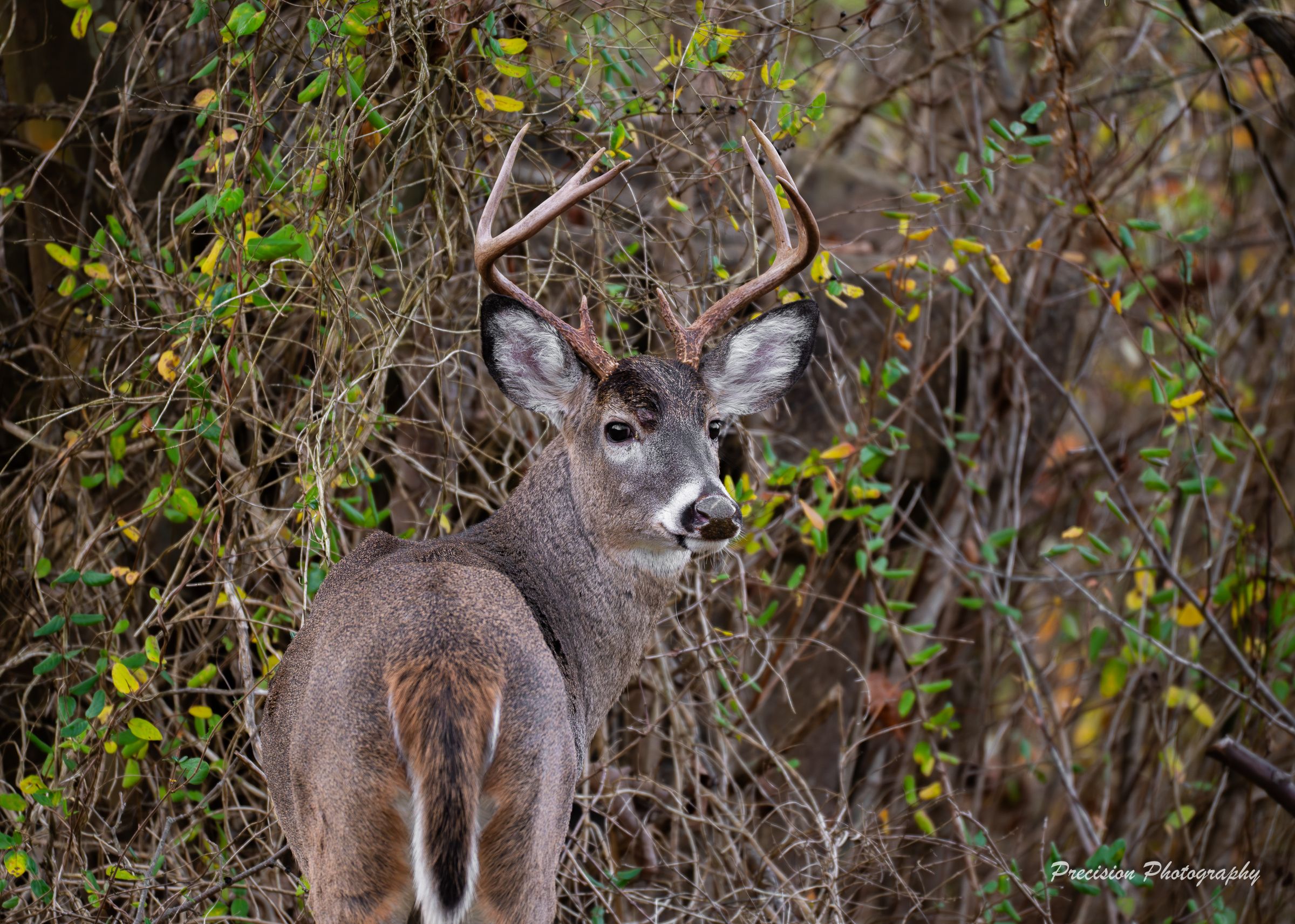 Wild deer grazing among autumn foliage and brush.