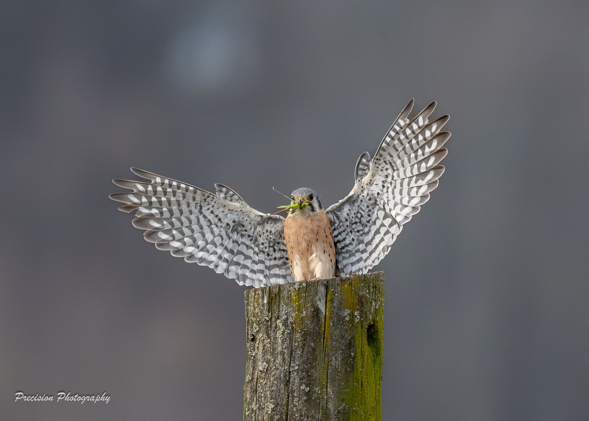 American Kestrel spreading its wings while perched on a wooden post.