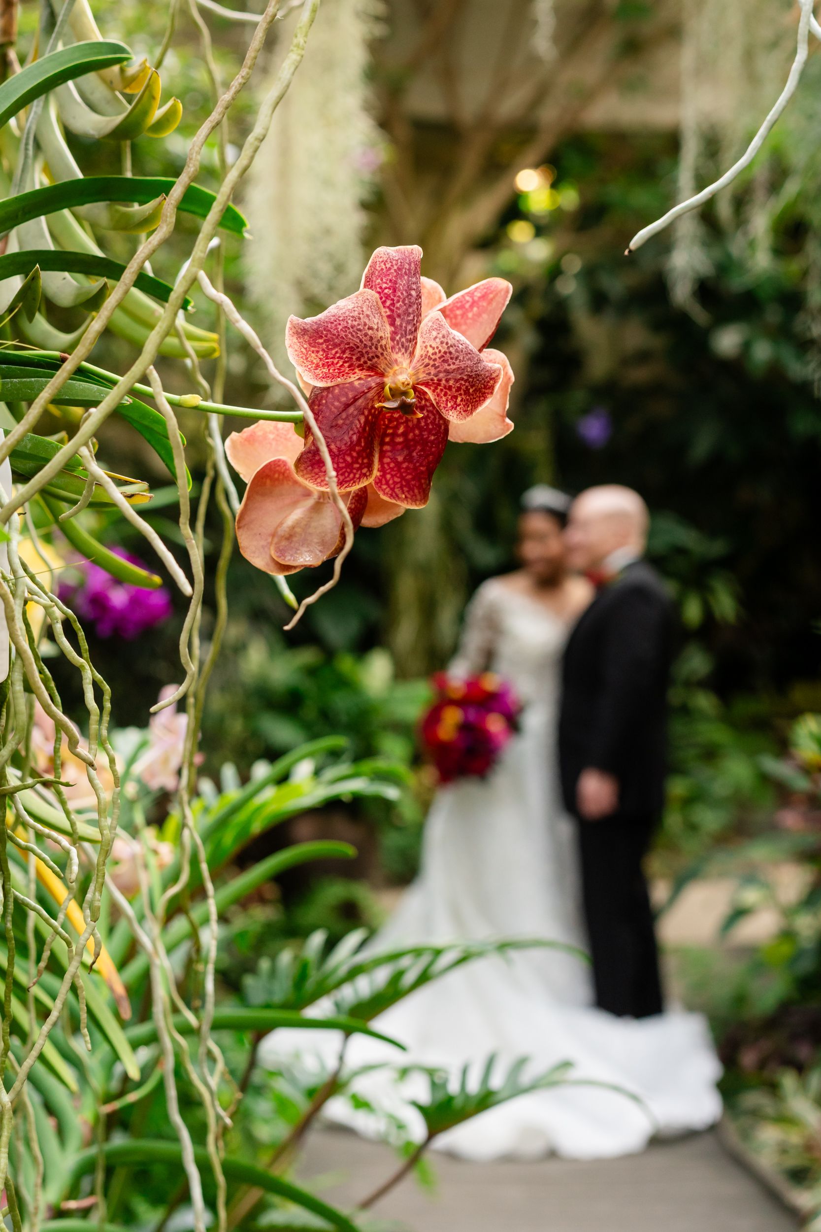Pink orchid flowers bloom in a garden setting with a soft blurred wedding ceremony in the background.