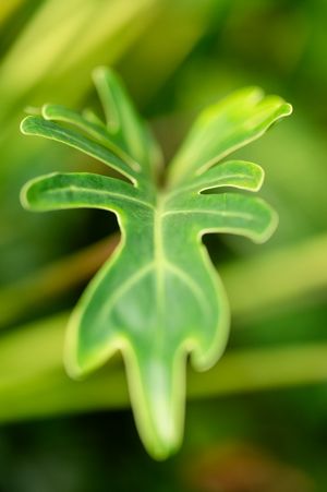 Close-up macro shot of bright green ivy leaves with delicate veining patterns in natural light.