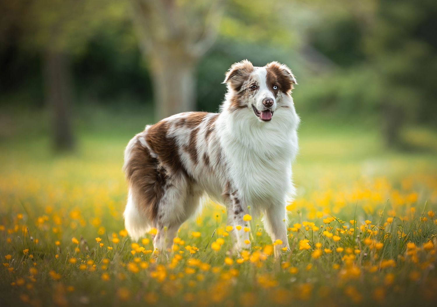 Dog photo shoot Oxford
Professional dog photographer Oxford.
Dog photographer near me
Reactive dog photographer
Dog photo shoot price