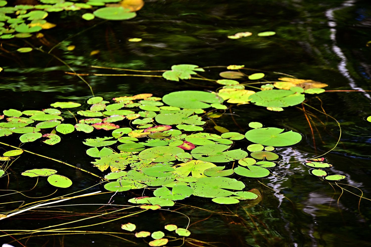 Lilly pad on the lake  Camp Northwoods Mason Wisconsin