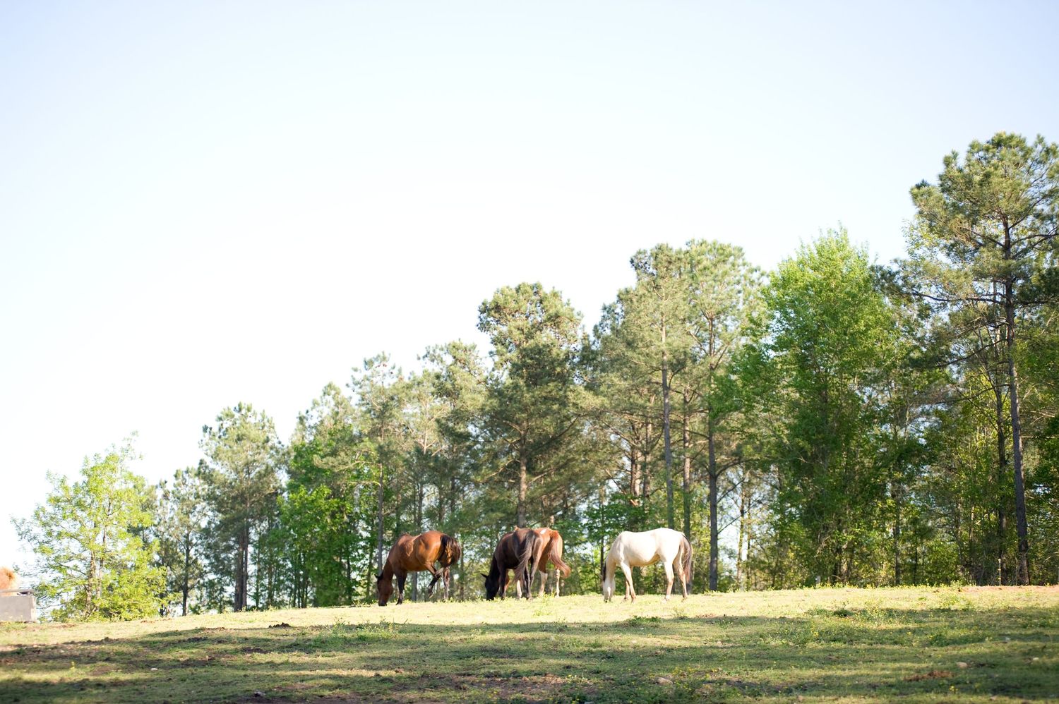 Horses graze together on hilltop meadow with pine trees in background.