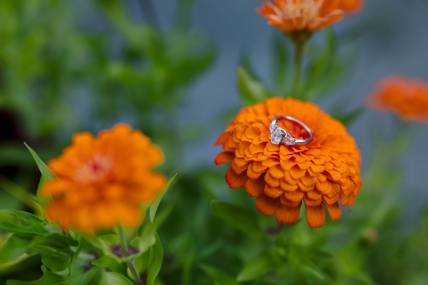 Silver wedding rings rest delicately on a vibrant orange zinnia flower with green foliage in the background.