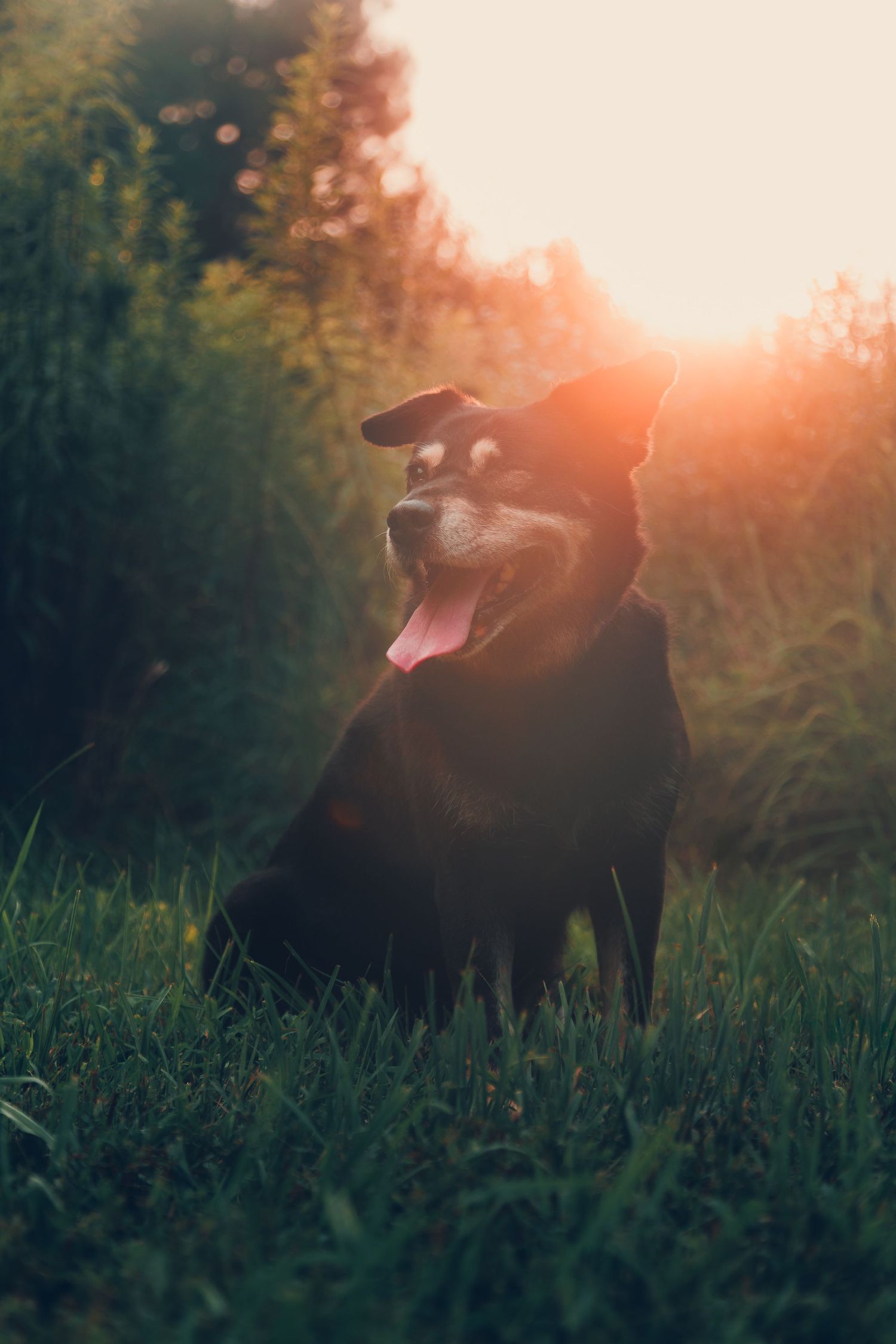 large dog photo