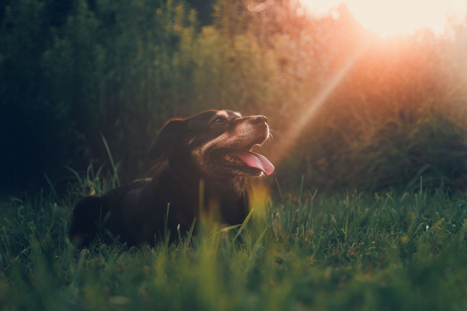 large dog photo