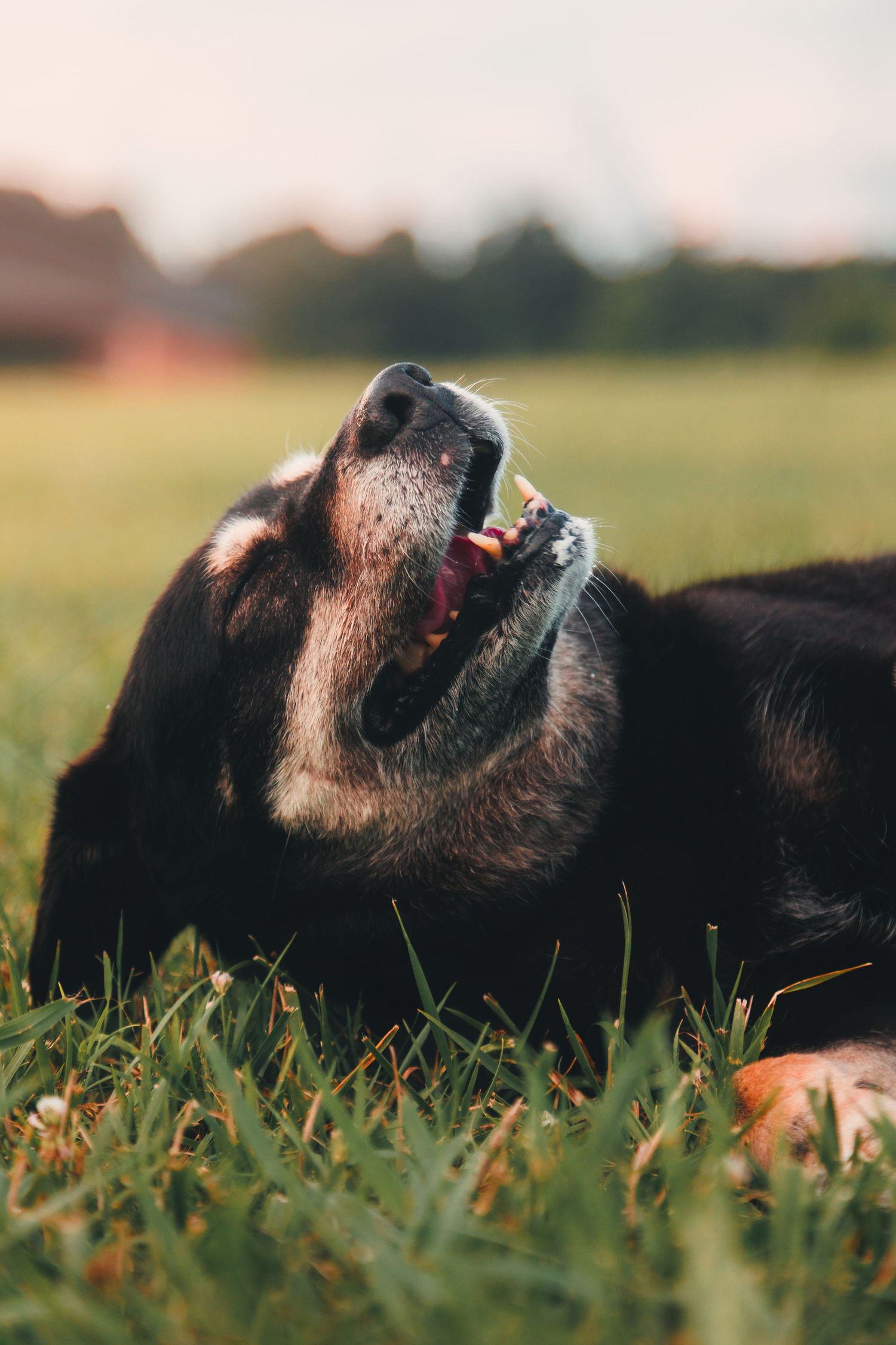 large dog photo