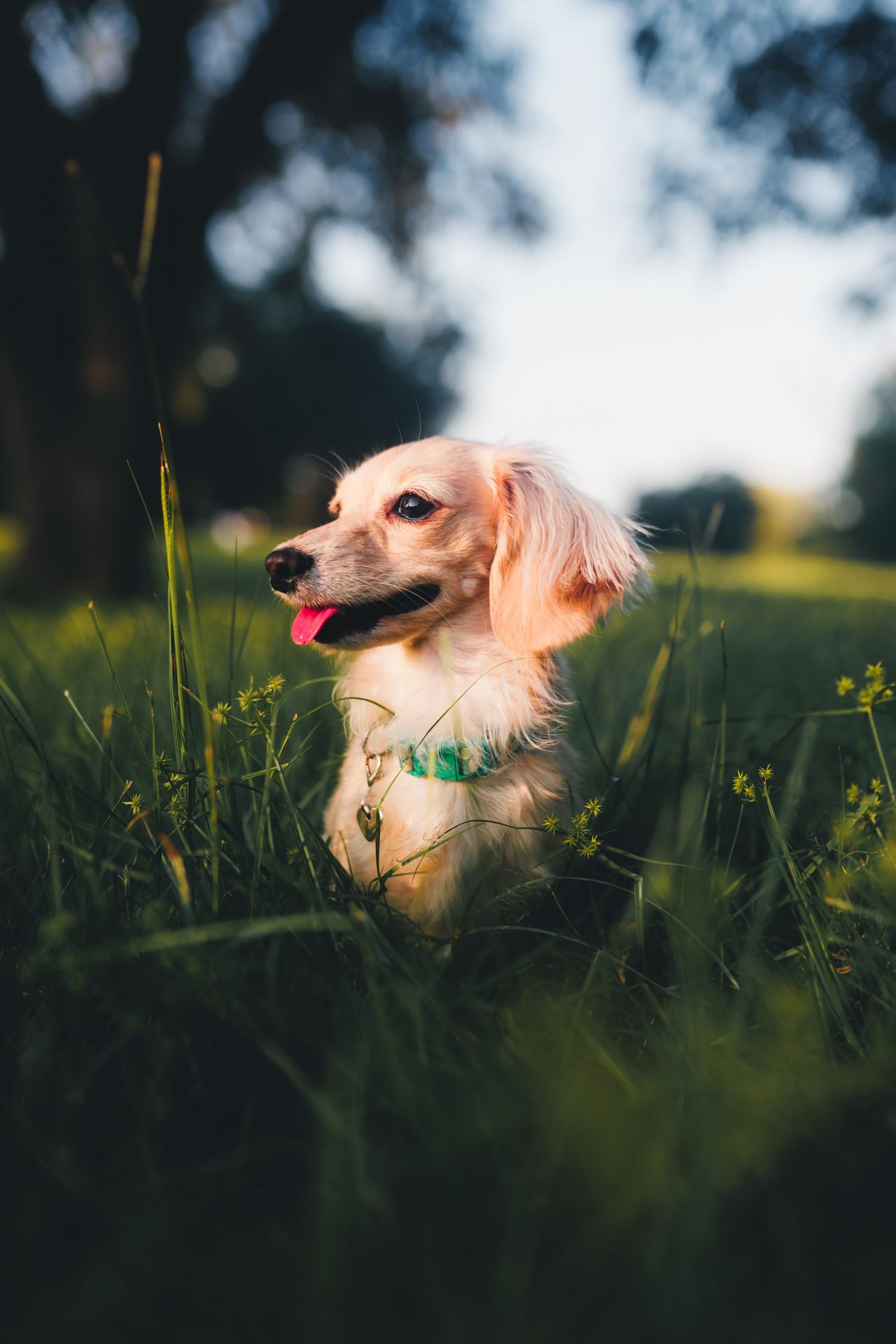 small dog photo