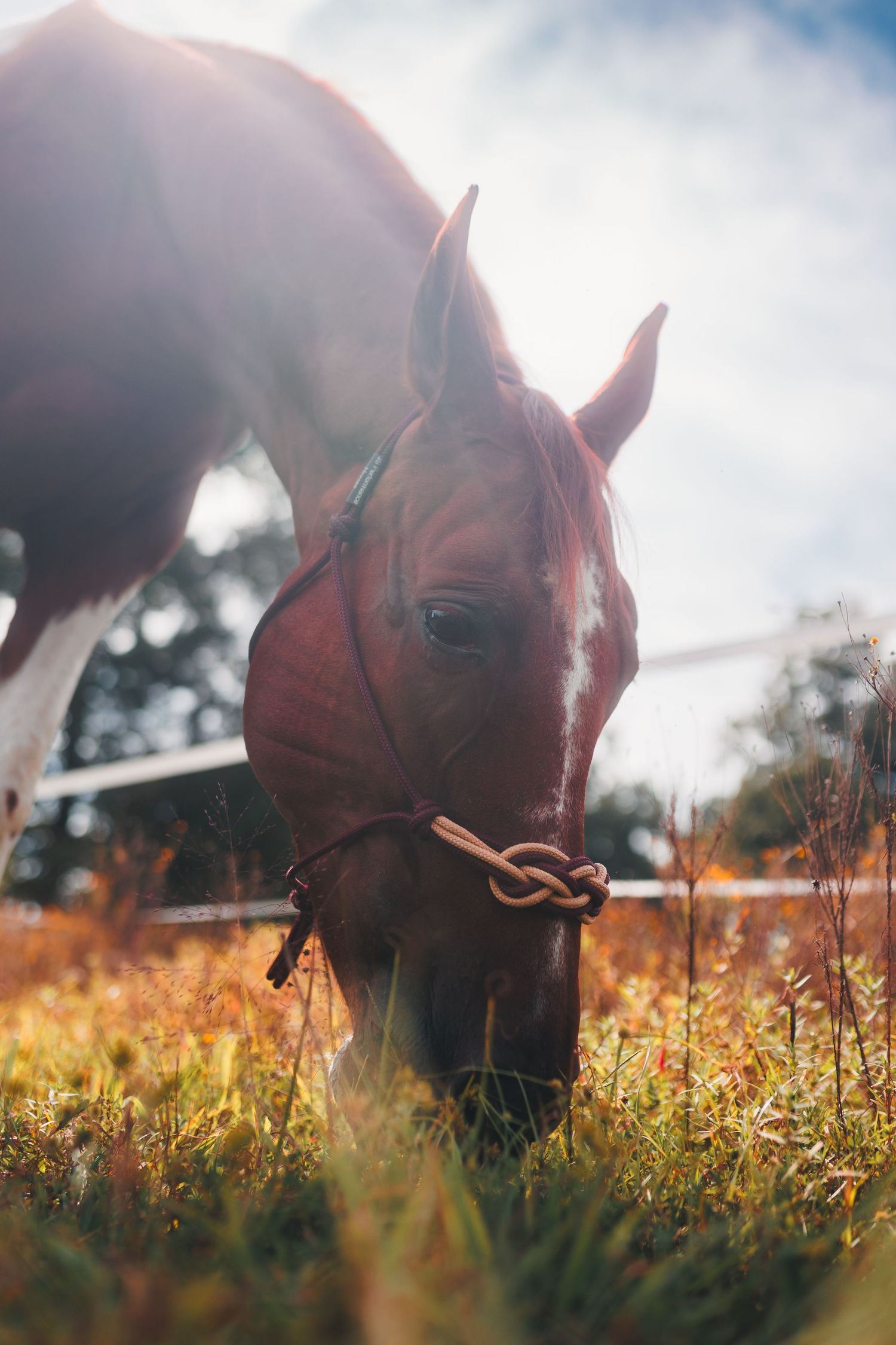 Horse photo