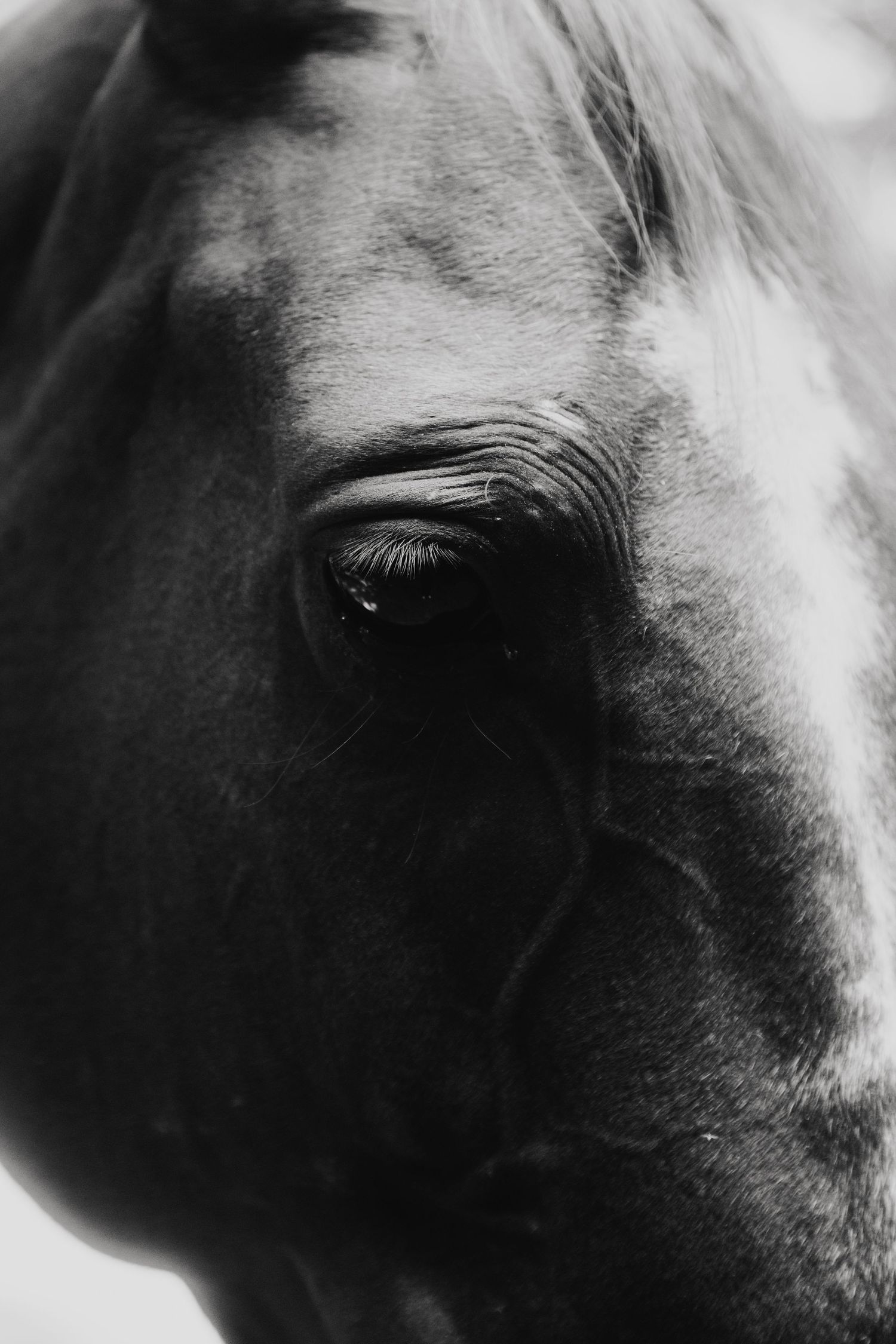 Horse photo