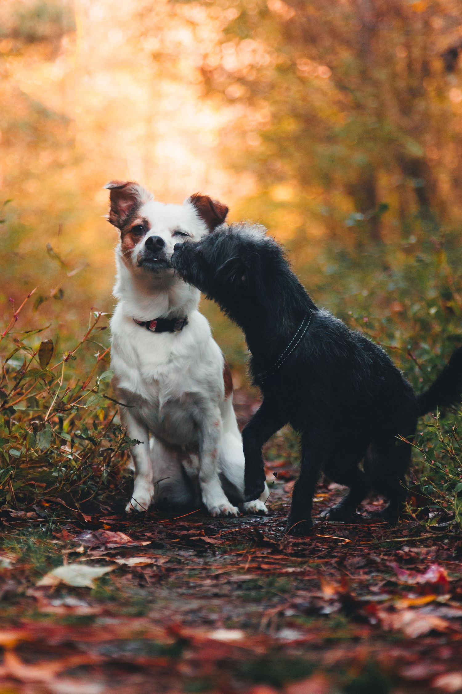 small dog photo