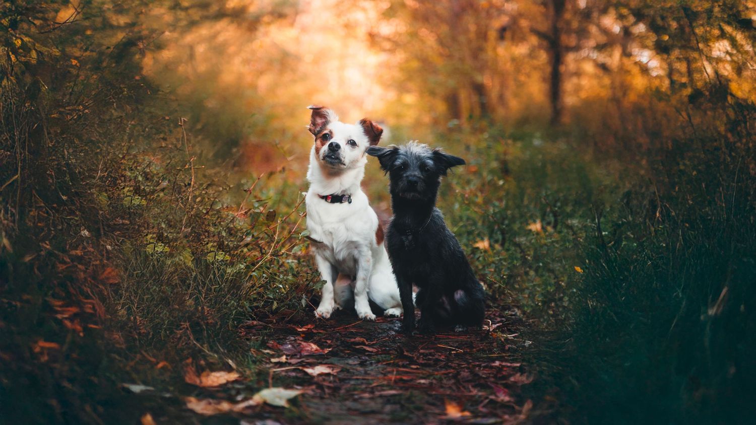 small dog photo
