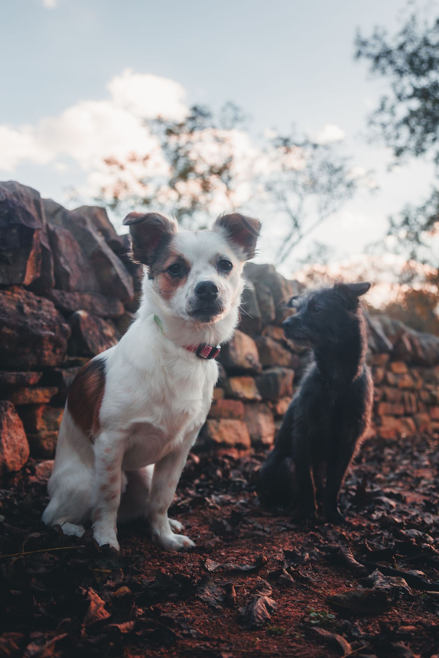 small dog photo