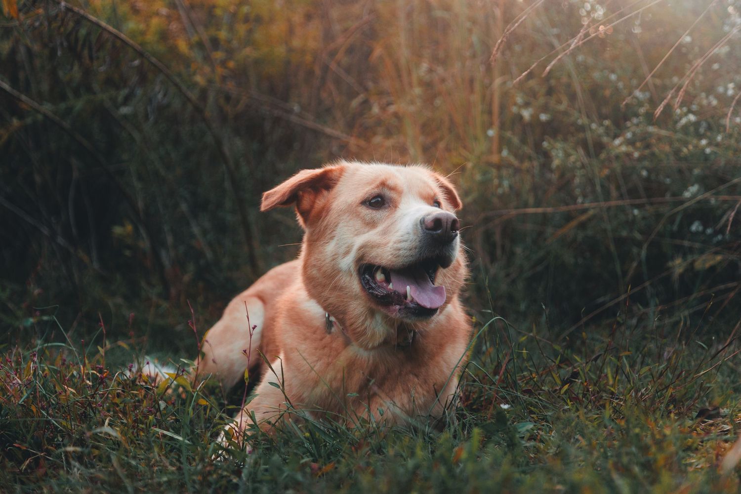 large dog photo