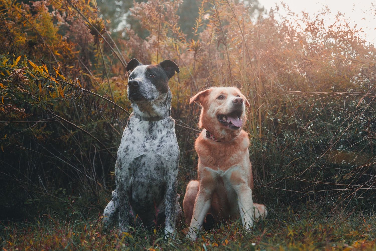 large dog photo