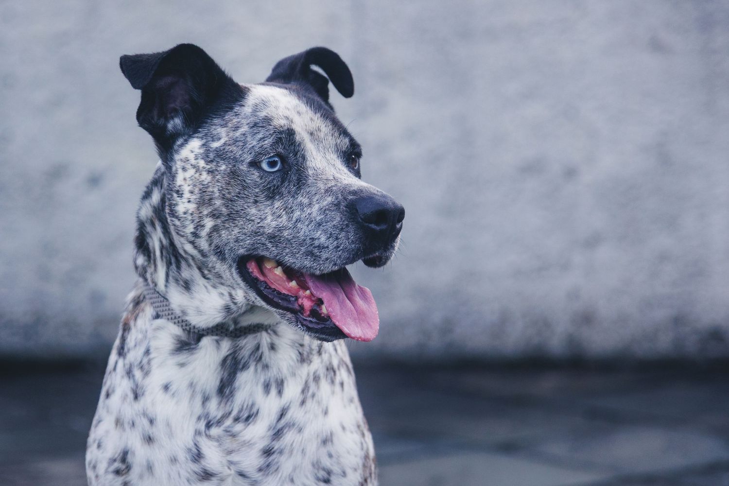 large dog photo
